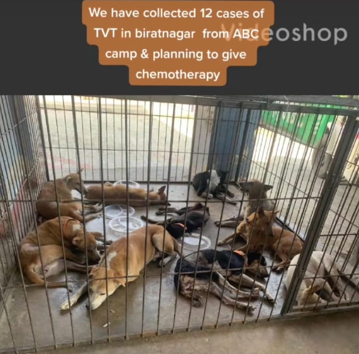 CTVT ( Canine transmissible veneral tumor) cases collected and brought to the shelter for chemotherapy