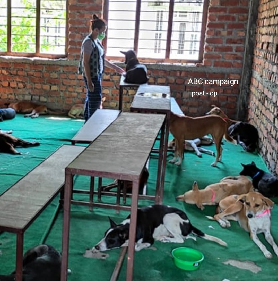 ABC Camp for street dogs in Biratnagar, Nepal